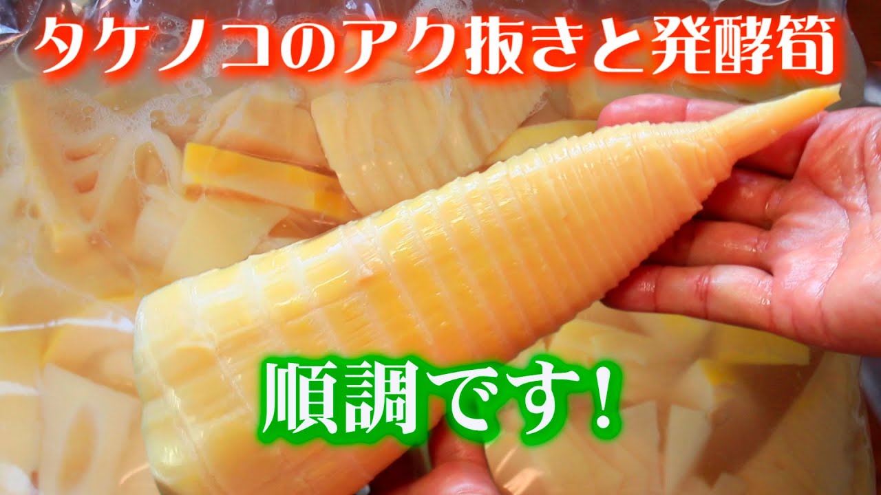 美と若さの秘訣! 超絶旨い発酵タケノコ作り方(^^♪ 次は本格国産発酵メンマに挑戦