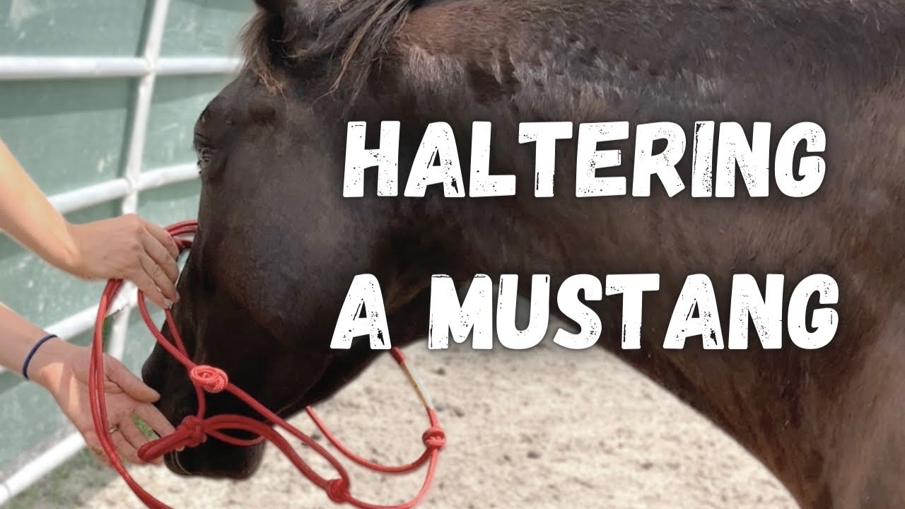 Will this HALTERING METHOD WORK on my WILD MUSTANG?!