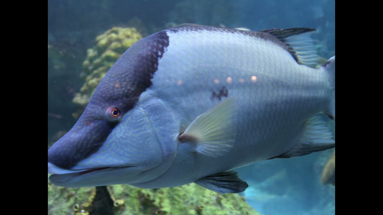Aquarium Sea Life
