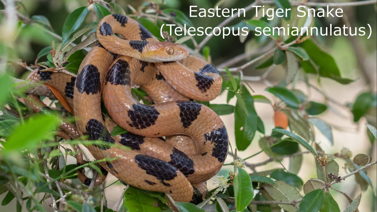 Kosi Bay herp pt.1 December 2018