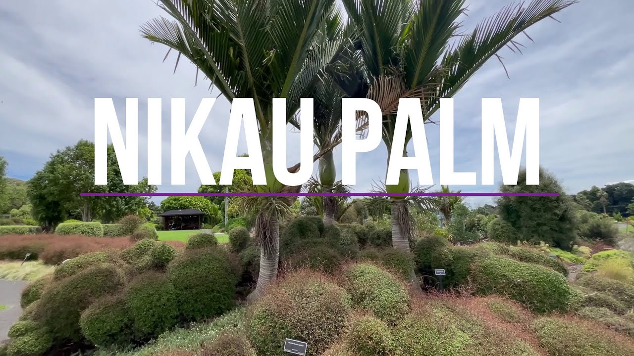 Nikau Palms - Which one to grow?