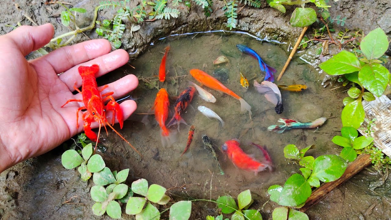 Wow! Dapat ikan cupang warna warni, ikan molly balon, ikan mas koki, ikan lele, glowfish, lobster,