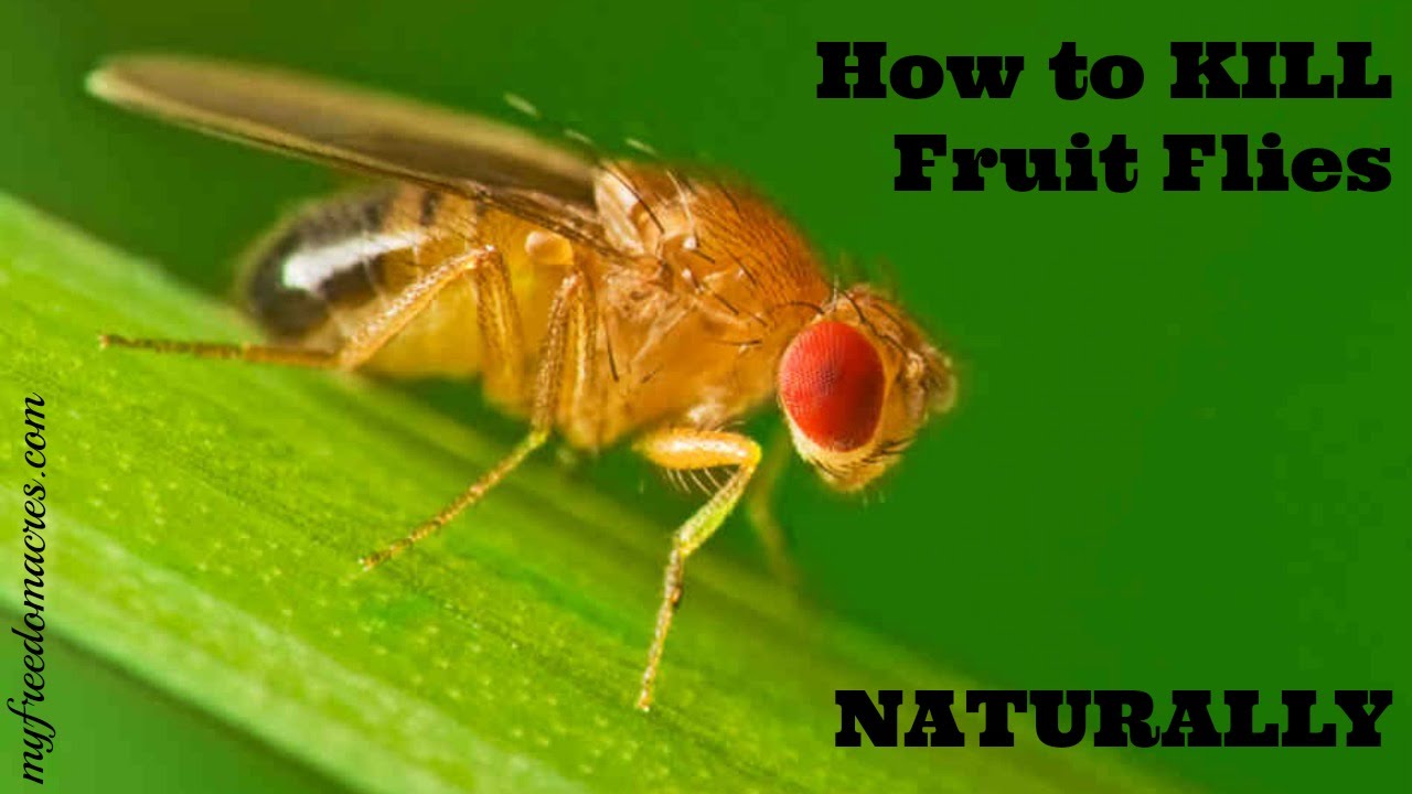 Kill Fruit Flies Naturally
