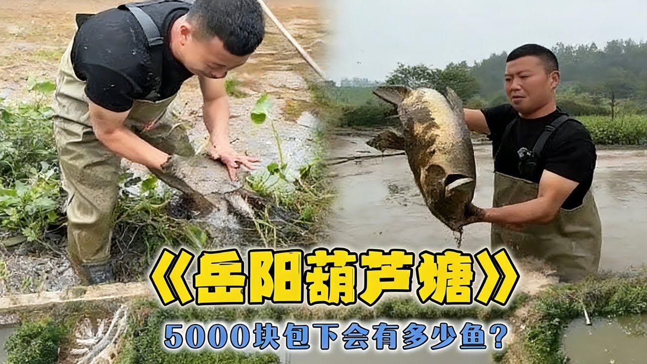 花5000包下一口葫蘆塘，看看能上多少魚？#戶外 #魚塘 #抓魚 #甲魚 #fishing
