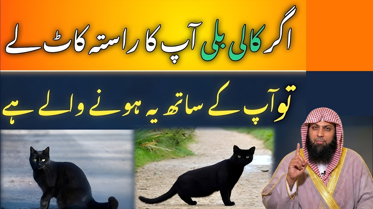 Kali Billi Rasta Kaate To Kya Hota Hai? 😲 | Islam Kya Kehta Hai? | Qari Sohaib Ahmed