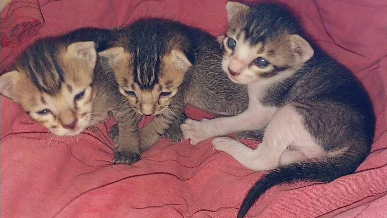 Mother cat and kittens funny videos || Cutest baby kittens meowing #catvideo #animals #funnyanimals 