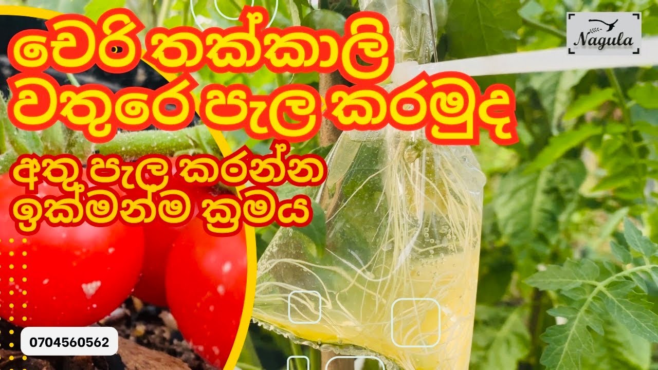ඉතාම සරලව චෙරි තක්කාලි අතු පැලකරන ආකාරය (A new method to propagate tomatoes by stem cuttings)