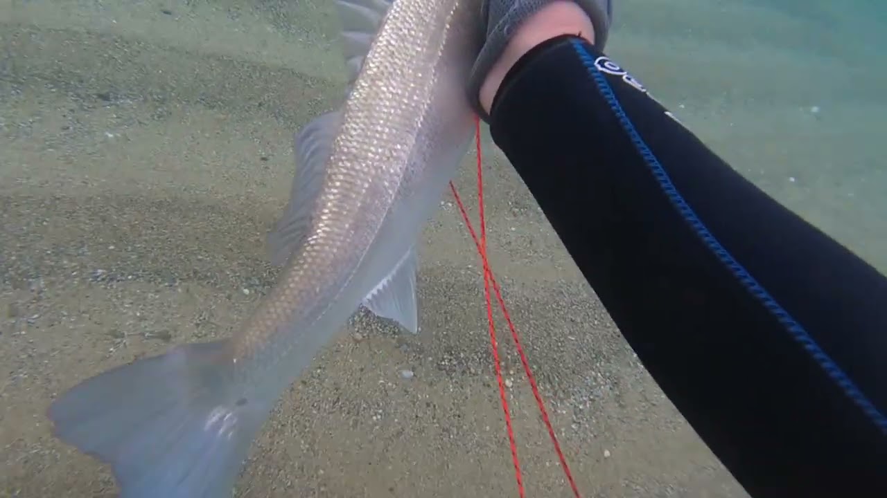 Three nice sea bass caught with the B Daniel Single Invert 6 banded version 90 model 