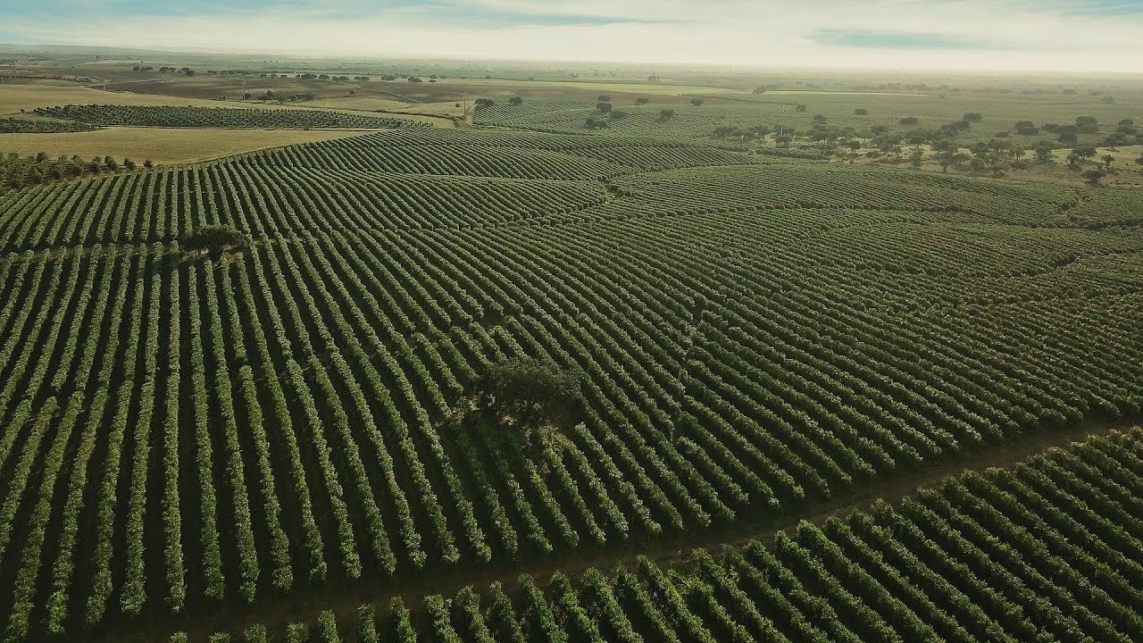 ELAIA - los mejores olivicultores del mundo