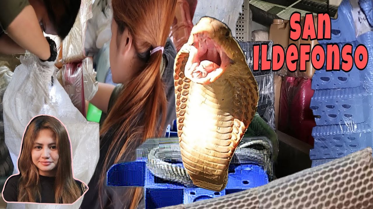 COBRA NASA TAMBAK NG PLASTIC CRATES #princesstuklaw