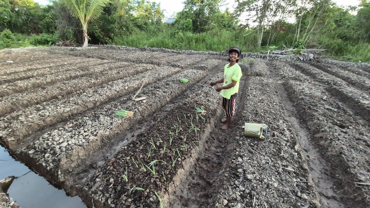 UPAYA PETANI RANTAU ASAL BATU, MALANG, BERKEBUN DI LAHAN PERTANIAN TRANSMIGRASI KALIMANTAN