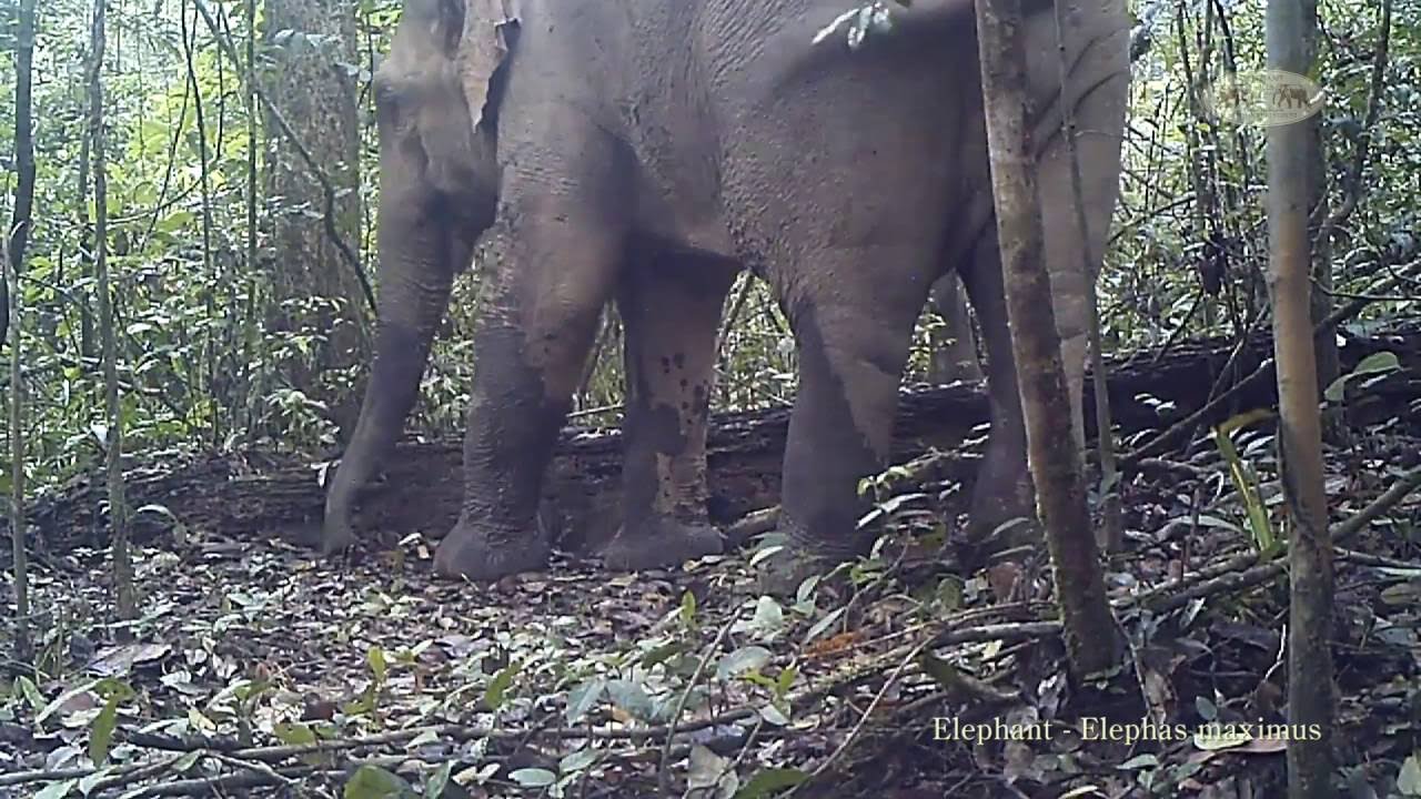 Some of the last wild Asian Elephants filmed in Khao Sok National Park, Thailand