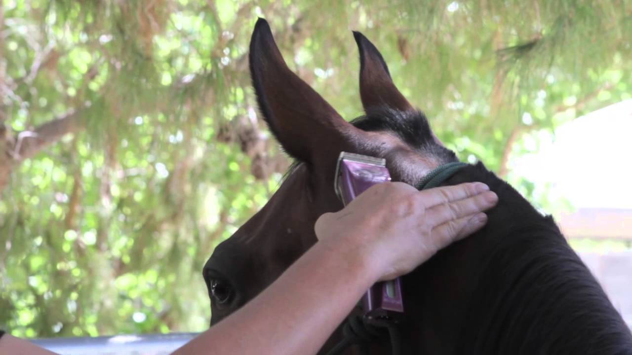 Wahl grooming an Arabian horse with the Bravura Lithium Ion with Diane Holmes
