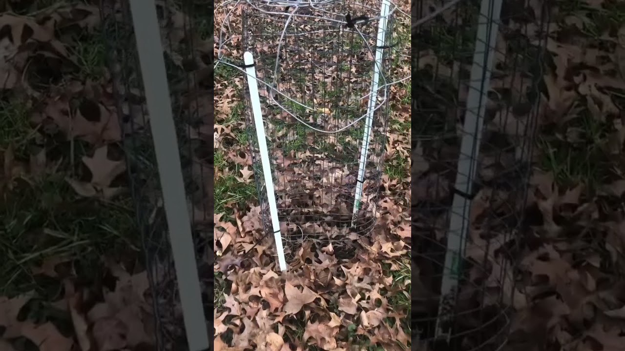Ten dąb ur&oacute;sł zaledwie o 15 cm w ciągu jednego roku!
