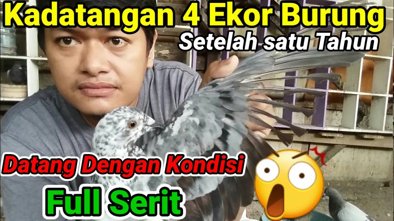 Kedatangan 4 Ekor Burung Dara Pos/Merpati Pos Racing || Racing Pigeon