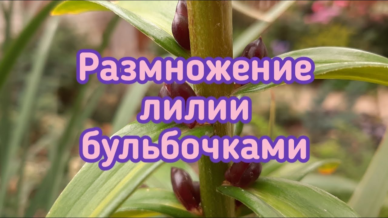 Размножение лилии бульбочками