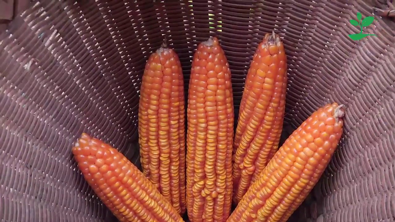 ပြောင်းပင်စိုက်ပျိုးခြင်း (အစေ့ထုတ်ပြောင်း)