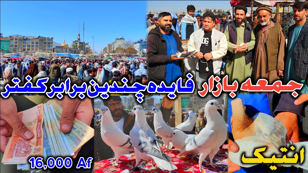 فایده دست به دست 50,000 هزار افغانی | جمعه بازار چمن حضوری | کفتر انتیک  وسیم | تداوی کفتر کله گنسک 