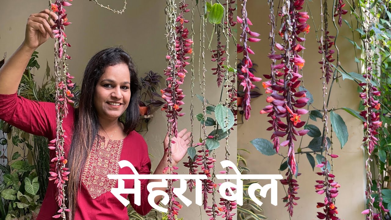 Sehra Bel/ Thunbergia Coccineum क्या पहले कभी देखा है आपने ये खूबसूरत फ़ूल? Backyard Gardening