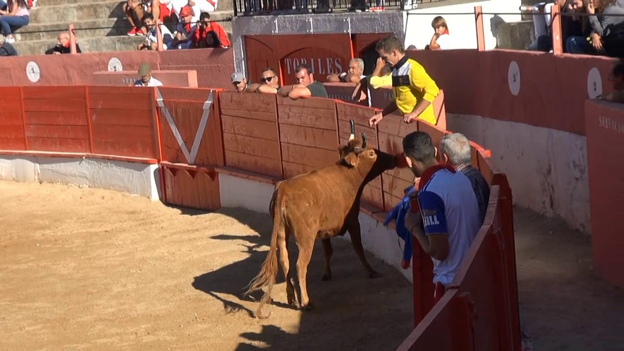 MATINAL VACAS PLAZA CORELLA (NAVARRA) EULOGIO MATEO. 26- 09- 2019.