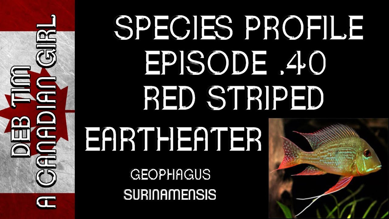 SPECIES PROFILE│GEOPHAGUS SURINAMENSIS