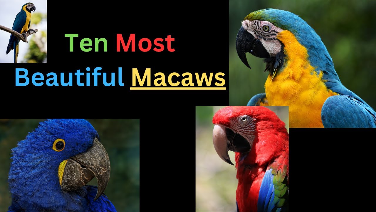 Ten Most Beautiful Macaws | Beautiful Big Parrots (Macaws)