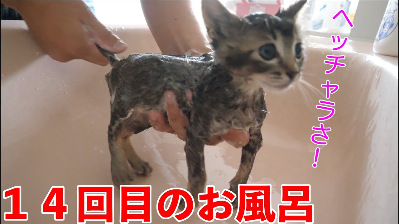 猫カビ対策で沢山お風呂入って慣れてしまった子猫がこちら【保護猫】