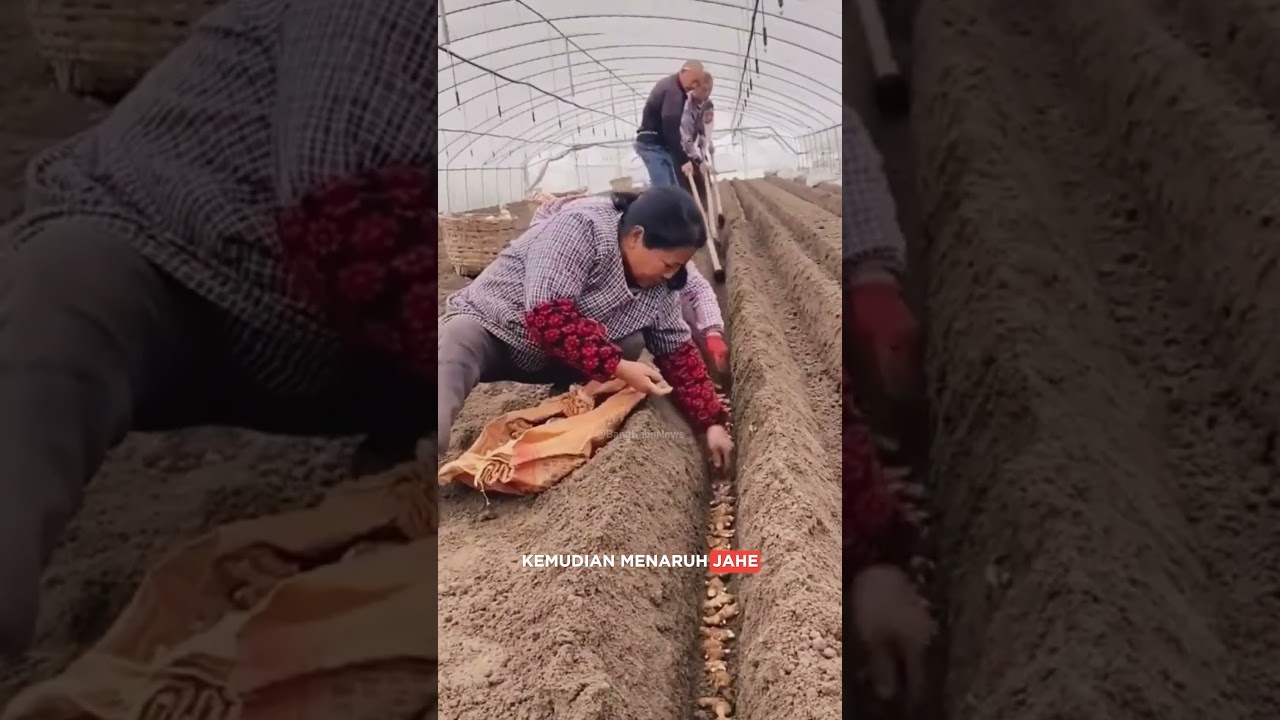 Teknik Unik Petani China Menanam Jahe