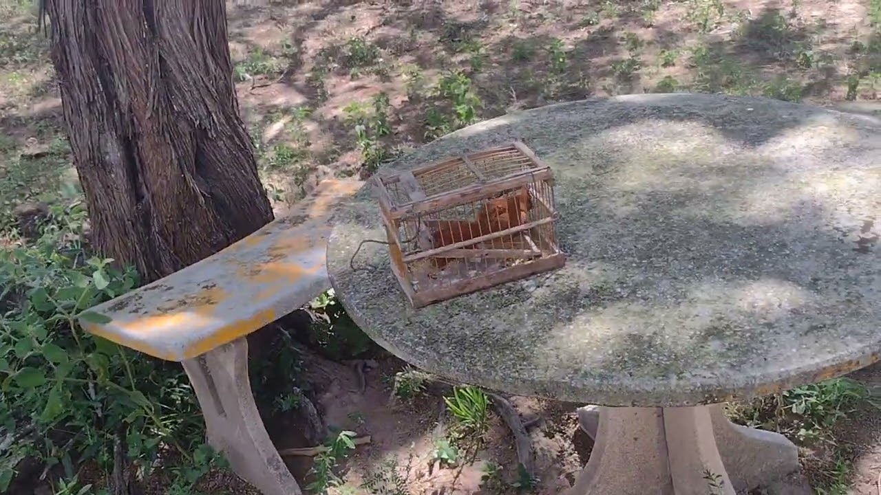 Peguei um casaco de couro no alçapão