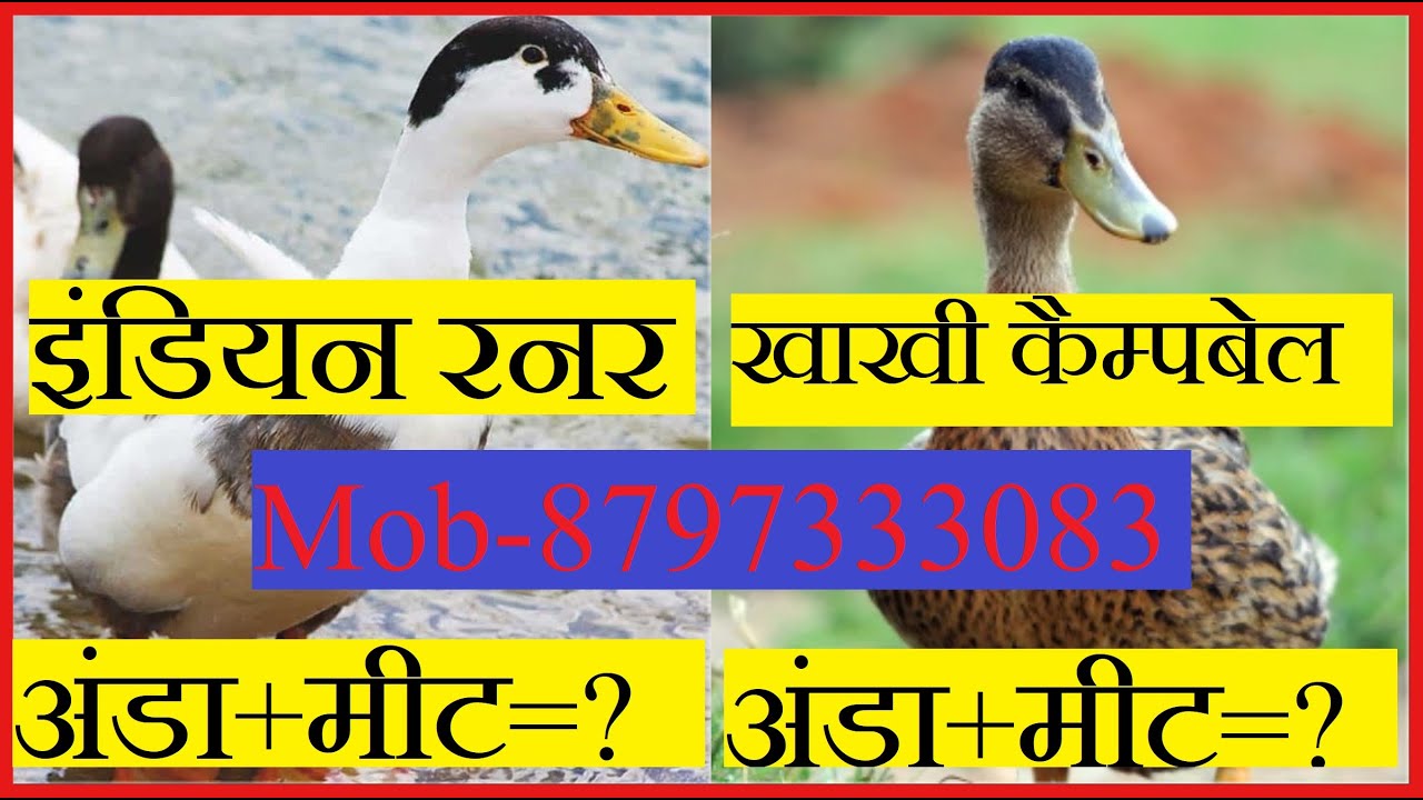 इंडियन रनर और खाकी कैम्पबेल में क्या अंतर है || 8797333083 || Devanand Singh || कर्मनाशा बत्तख पालन