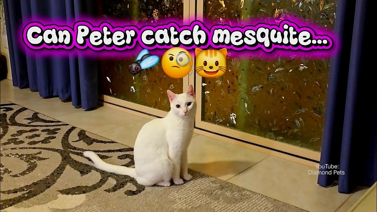 Can Peter catch mesquite...🪰🧐😺
