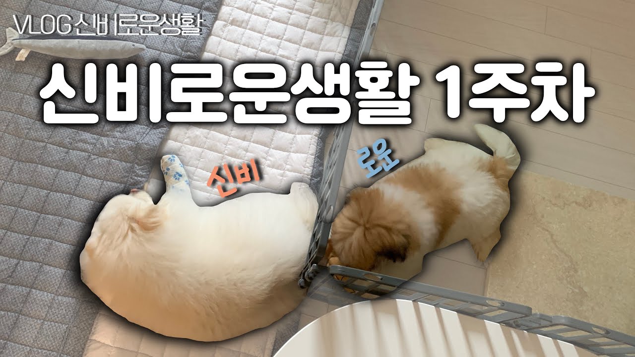 신비 동생 로운이와 불편한 동거 | 다견가정 1주차