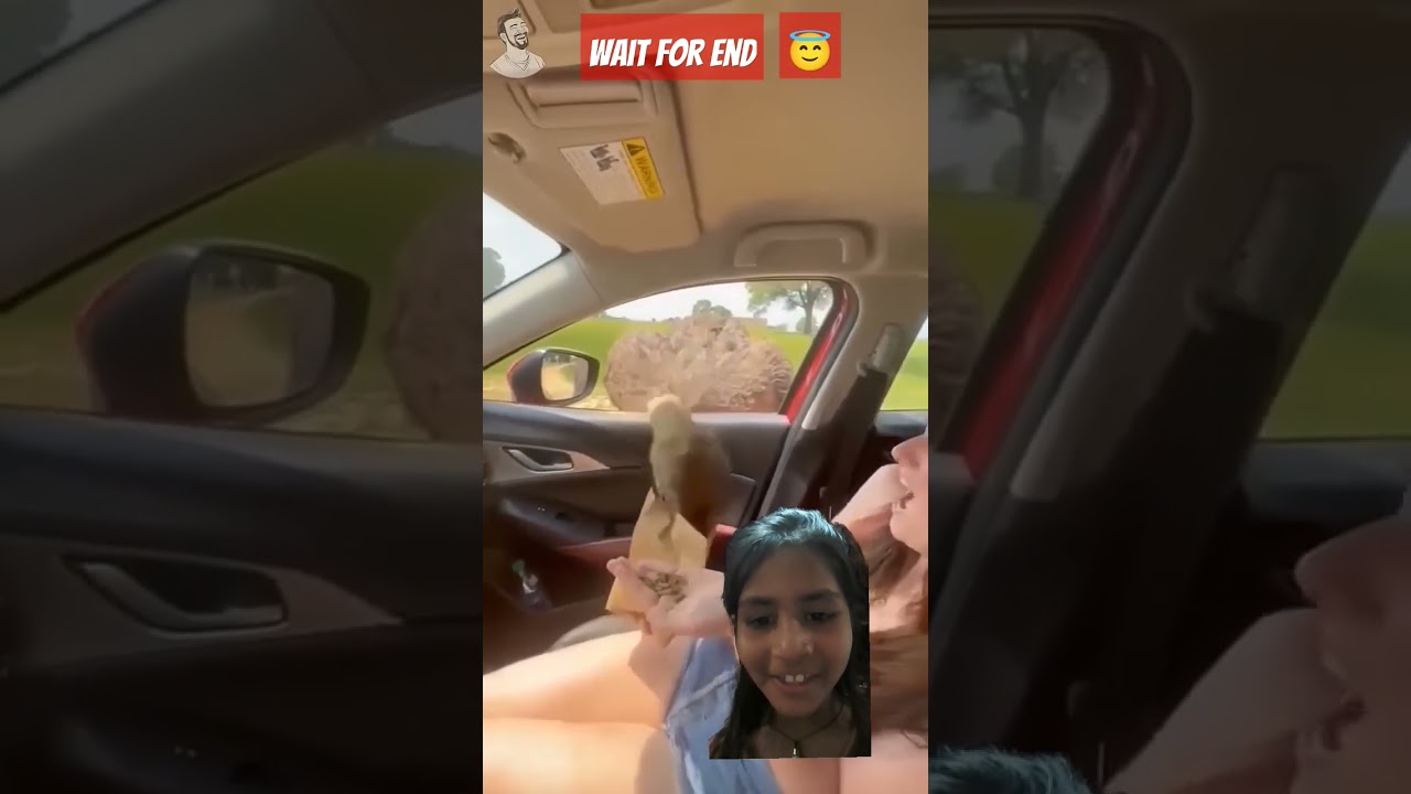funny animal encounter 😂😂😂 