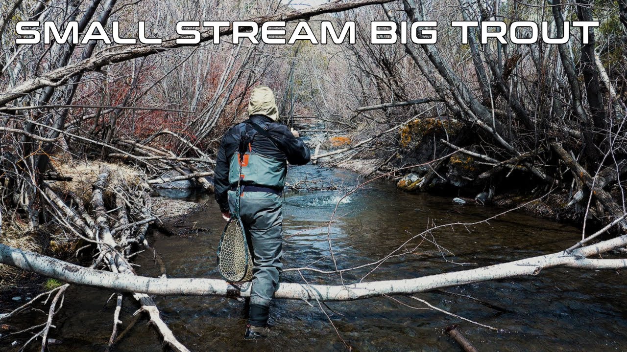 EPIC Fly Fishing On a Small Stream for Big Trout!