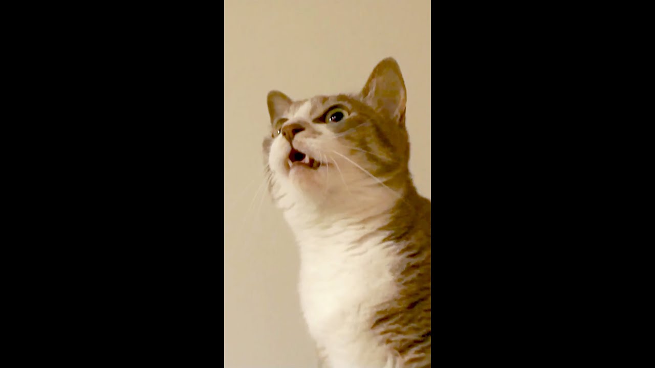 天井に虫を見つけた猫の反応（クラッキング） #モアクリ #shorts
