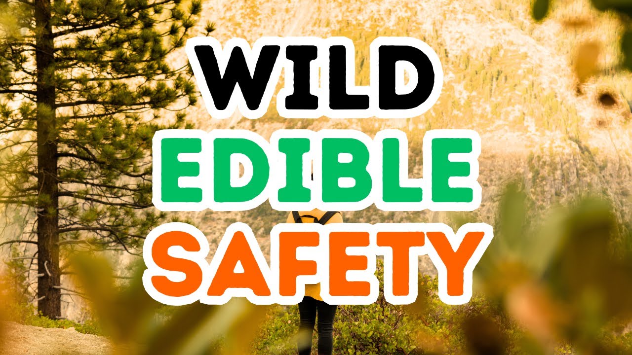 7 Tips for Foraging Safety!