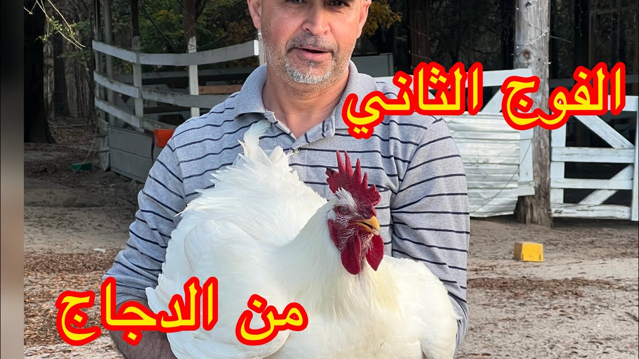 الفوج الثاني من الهوتة ديال الدجاج 🥹🇲🇦