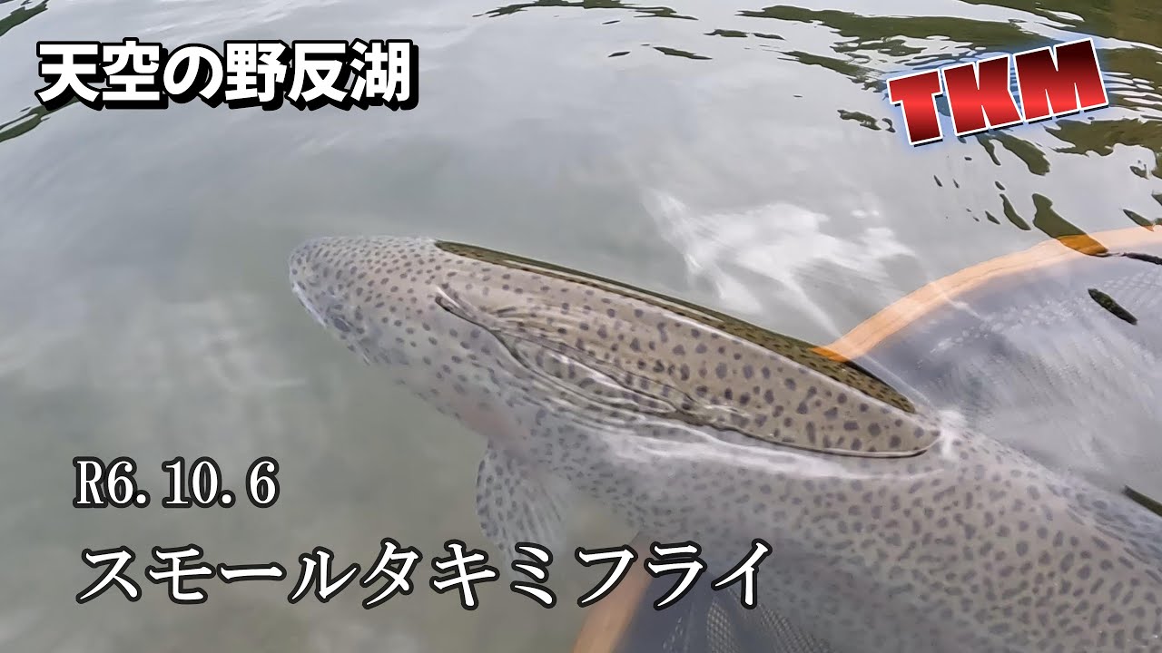 【天空の野反湖】ルアー異常なし💦スモールタキミフライで釣る😀👍R6 10 6 ハコスチ