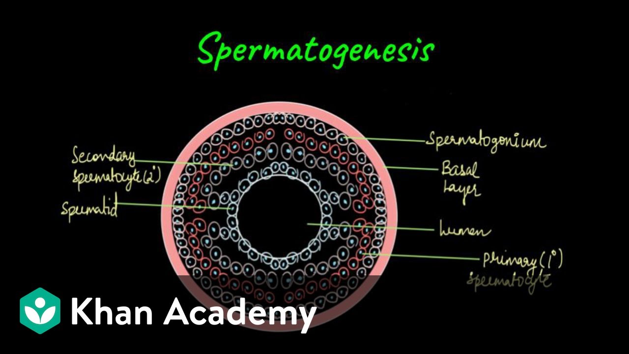 Spermatogenesis | Human Reproduction | Class XII | Biology | Khan Academy