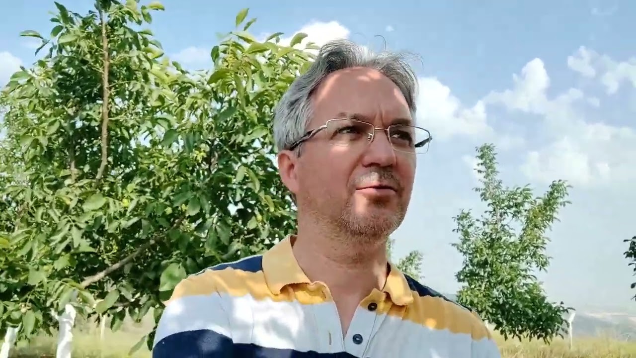 Sezonun 2.İç Kurdu İlacı Uygulamasını Ne Zaman Yapılmalı (Ceviz Bahçesinde Tam Sezon Yapılanlar 11)