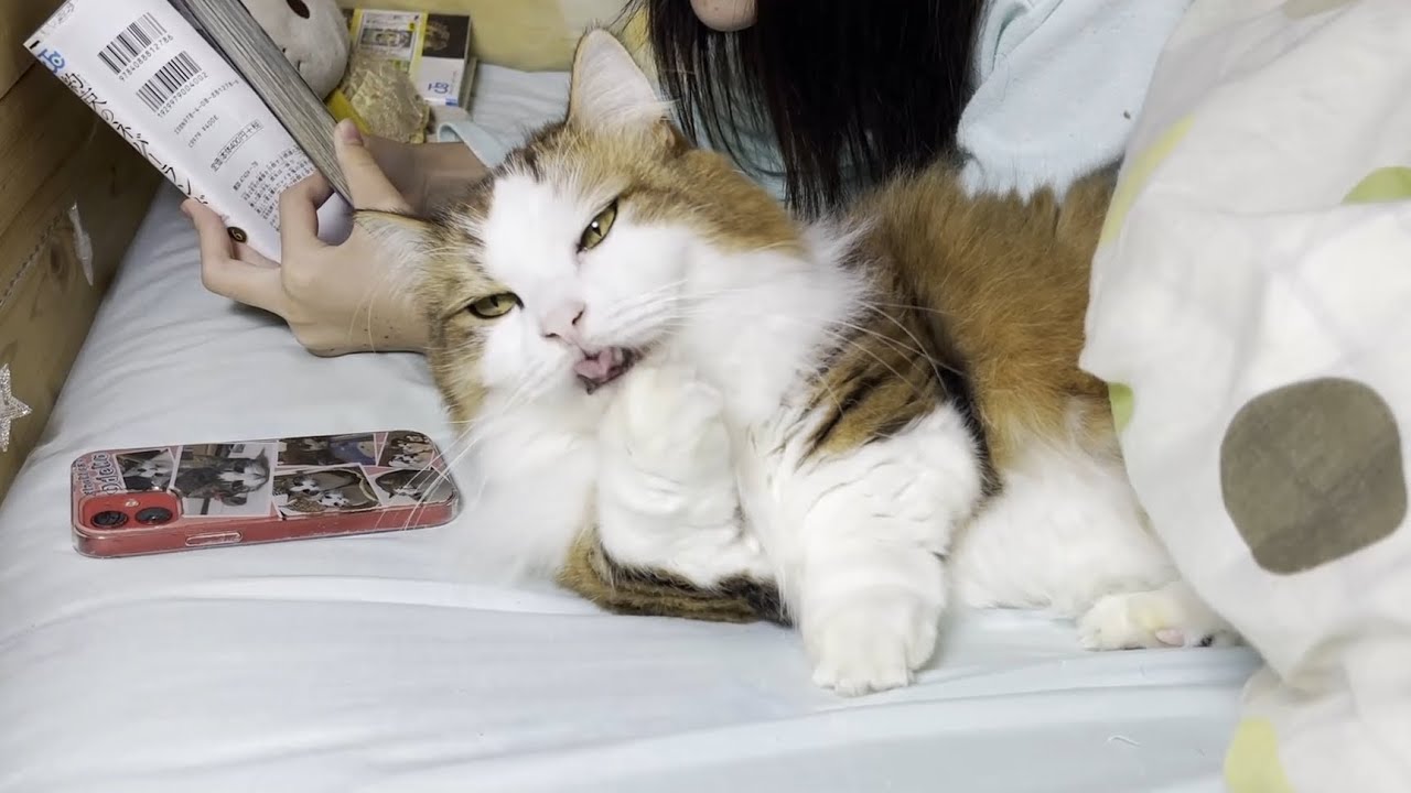 どうしても娘と一緒に寝たい猫は何度も通う