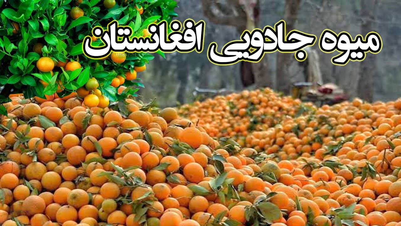 جلال آباد پایتخت ستروس افغانستان یعنی مالته The largest gardens of Malta in Afghanistan