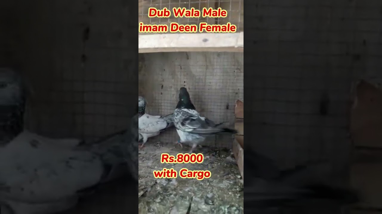 Dub wala Kabootar aur Imam Deen Mada, Resulted Pair #dubwalakabutar #imamdeenpigeon