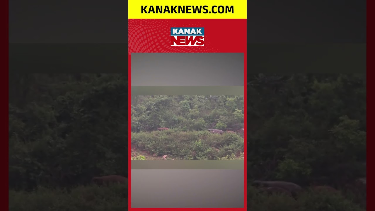 8 Wild Elephants Enter Kotia Border Area in Koraput | Kanak News Shorts