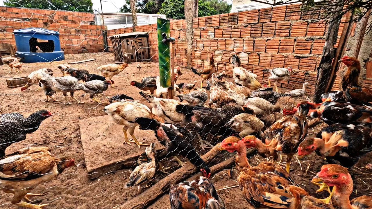 Criação de Galinhas: Improvisando um Viveiro para Proteger os Pintinhos