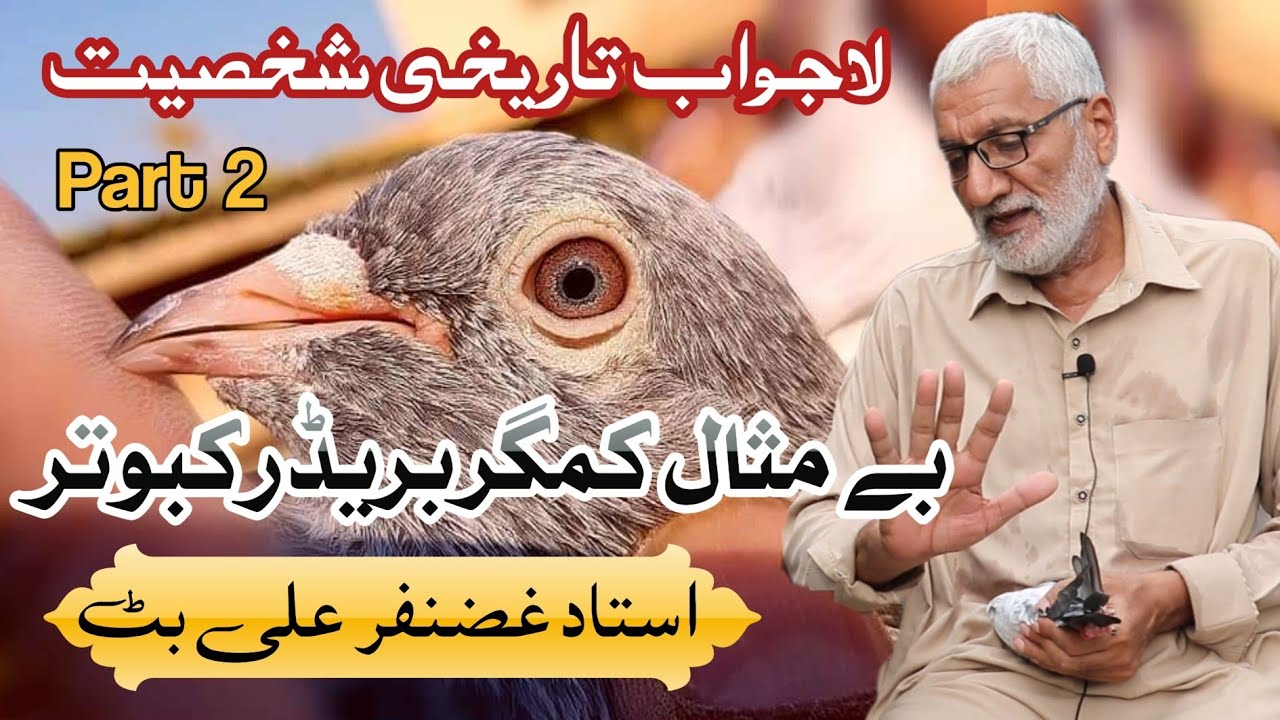 Rare Kamagar Pigeons By Ustad Ghazanfar Butt || Part 2