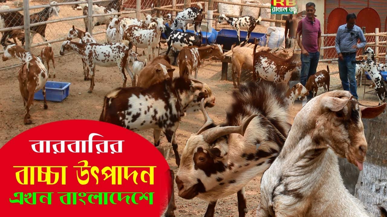 বারবারি ছাগলের বাচ্চা উৎপাদনের ব্রিডিং খামার । অধিক চাহিদা সম্পন্ন বারবারি একটি জাত । Goat Farming