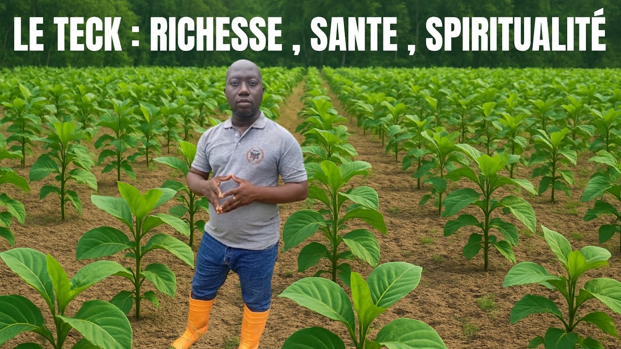 Teck : L'Or Vert qui Guérit, Enrichit et Éveille l’Esprit