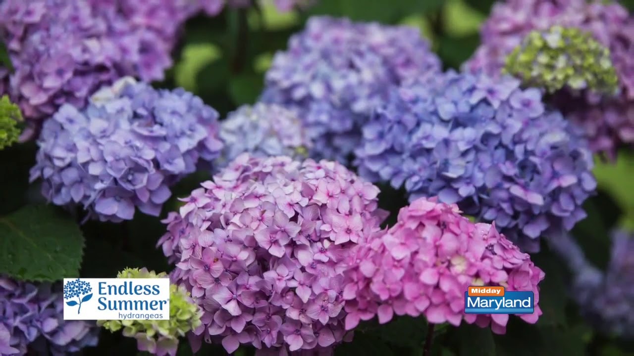Endless Summer Hydrangeas