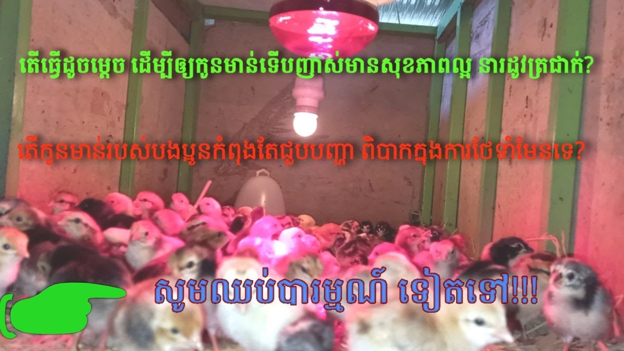 របៀបថែទាំកូនមាន់ ឲ្យមានសុខភាពល្អនារដូវត្រជាក់​ How to take care of chicks to be healthy in winter